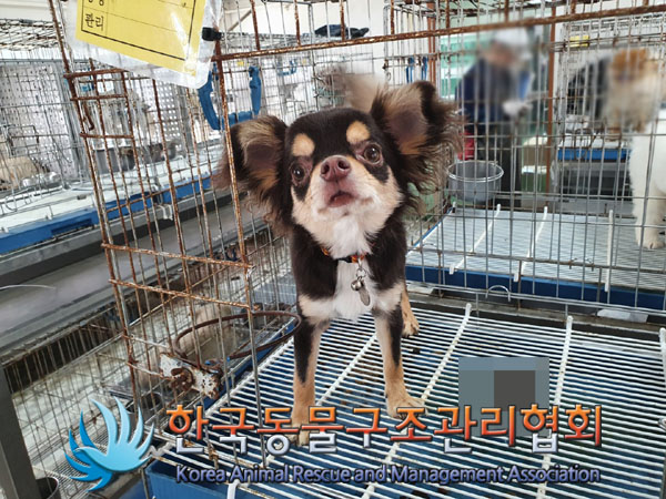 한국동물구조관리협회_441398202300202