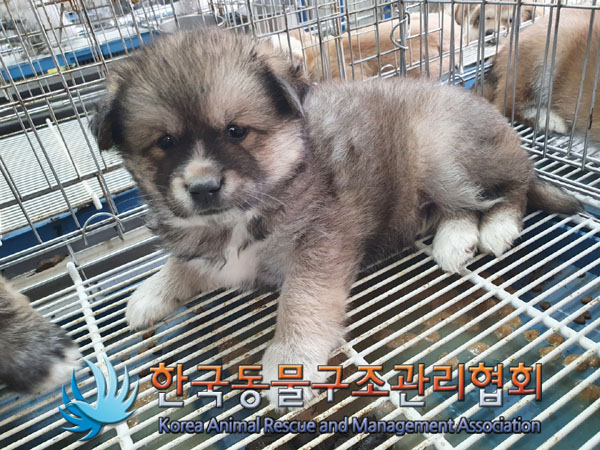 한국동물구조관리협회_441559202300398