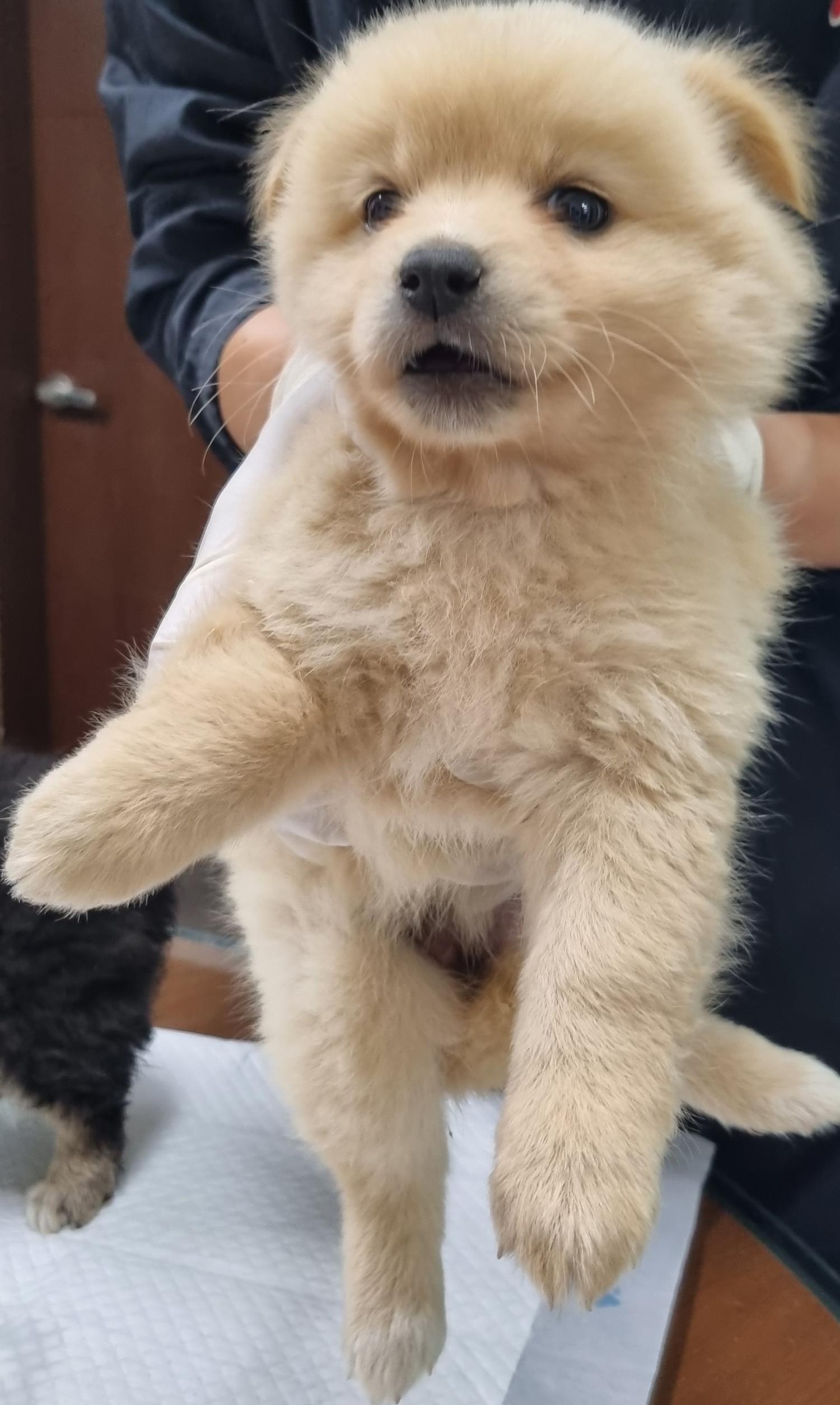 하동군유기동물보호소_448544202300192