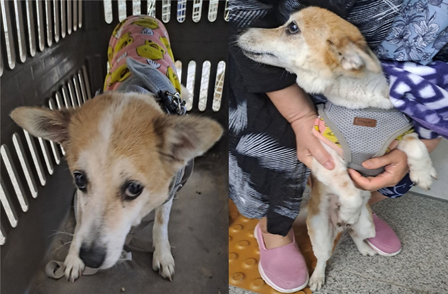 서산시 동물보호센터_444453202300474