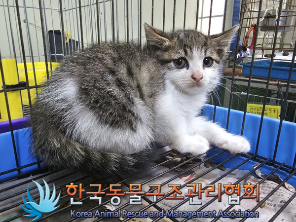 한국동물구조관리협회_411300202300179
