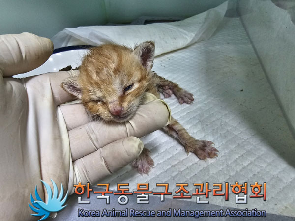 한국동물구조관리협회_411310202300244