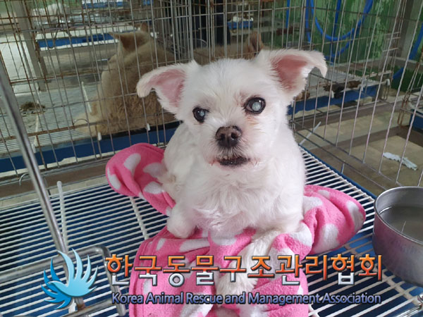 한국동물구조관리협회_441414202300359
