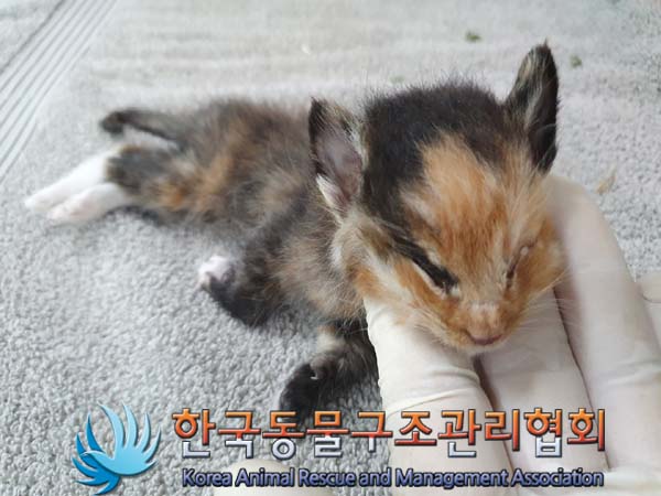 한국동물구조관리협회_441382202300372