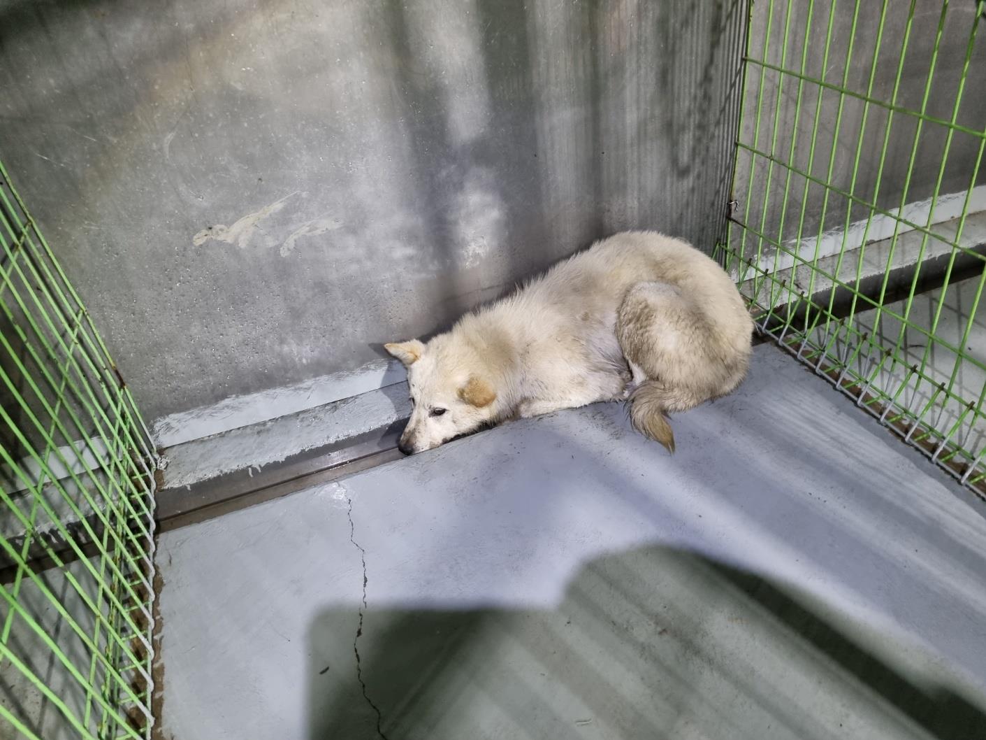 (사)하얀비둘기_426336202300144