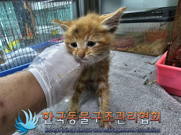 한국동물구조관리협회_441382202300368