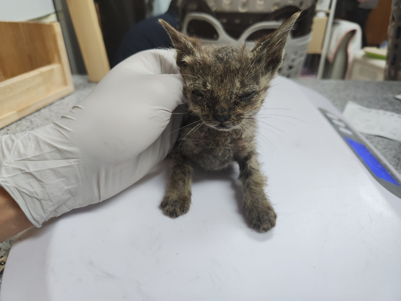 광주 동물보호소_429360202300467