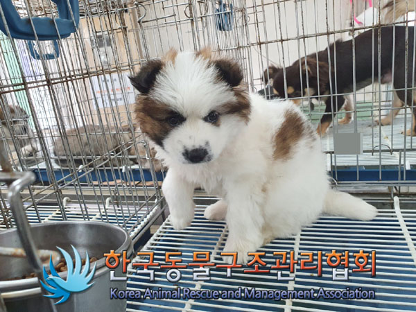 한국동물구조관리협회_441414202300357