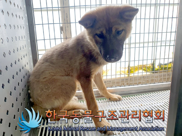 한국동물구조관리협회_411311202300391