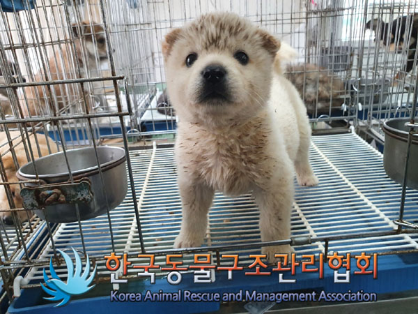 한국동물구조관리협회_441414202300358
