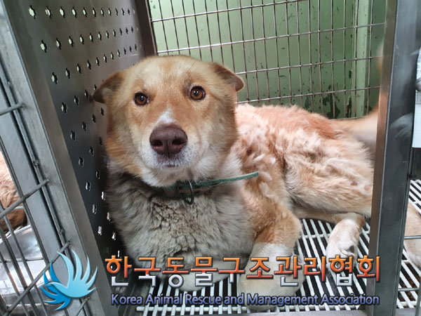 한국동물구조관리협회_441560202300672