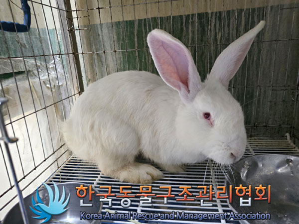 한국동물구조관리협회_411318202300236