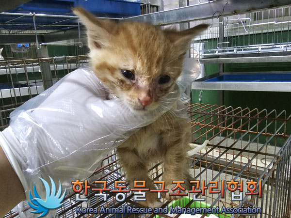 한국동물구조관리협회_441409202300859