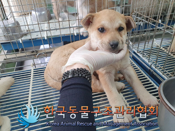 한국동물구조관리협회_441409202300862