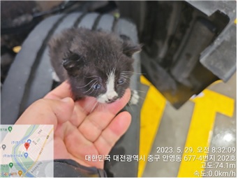 대전동물보호센터_430365202300246