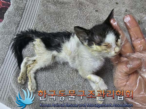 한국동물구조관리협회_411304202300364