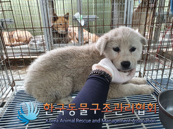 한국동물구조관리협회_441409202300866
