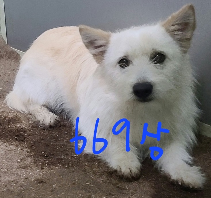 평택시유기동물보호소_441391202301315