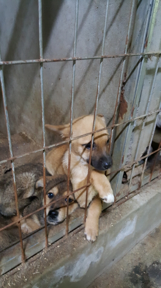 함양군위탁보호소_448546202300237