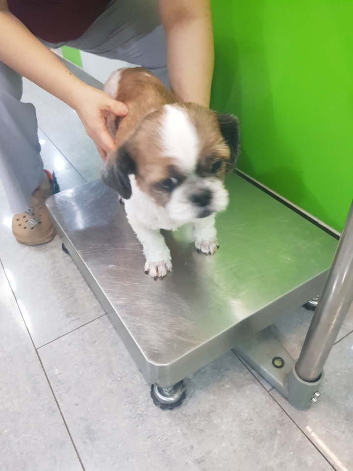 펫앤쉘터동물병원_441378202300916