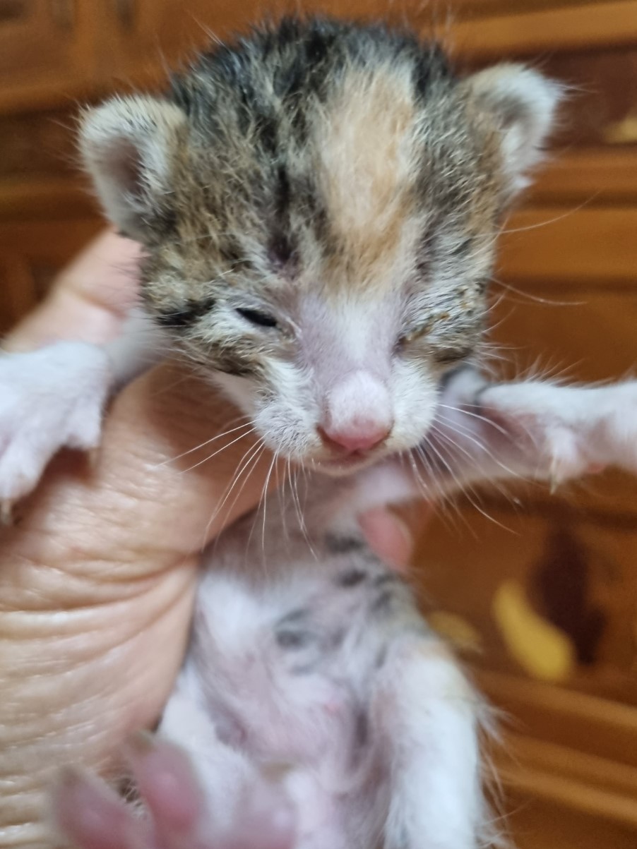 밀양시동물보호센터_448536202301185