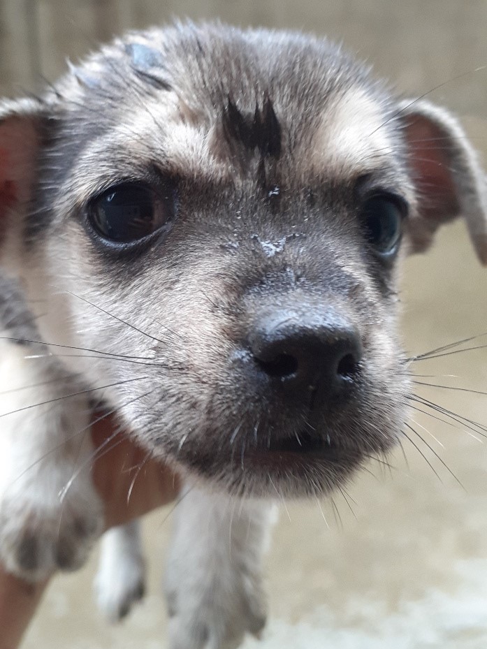 밀양시동물보호센터_448536202301205