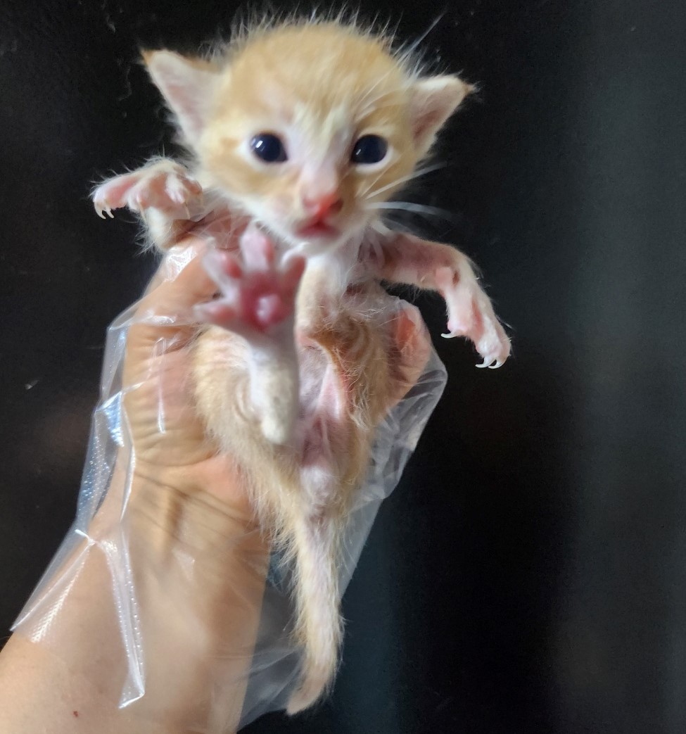 울산유기동물보호센터_431372202300252