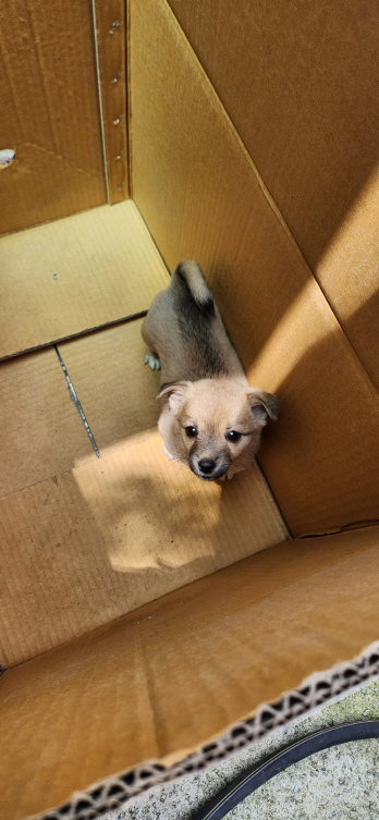 익산유기동물보호소_445468202301174