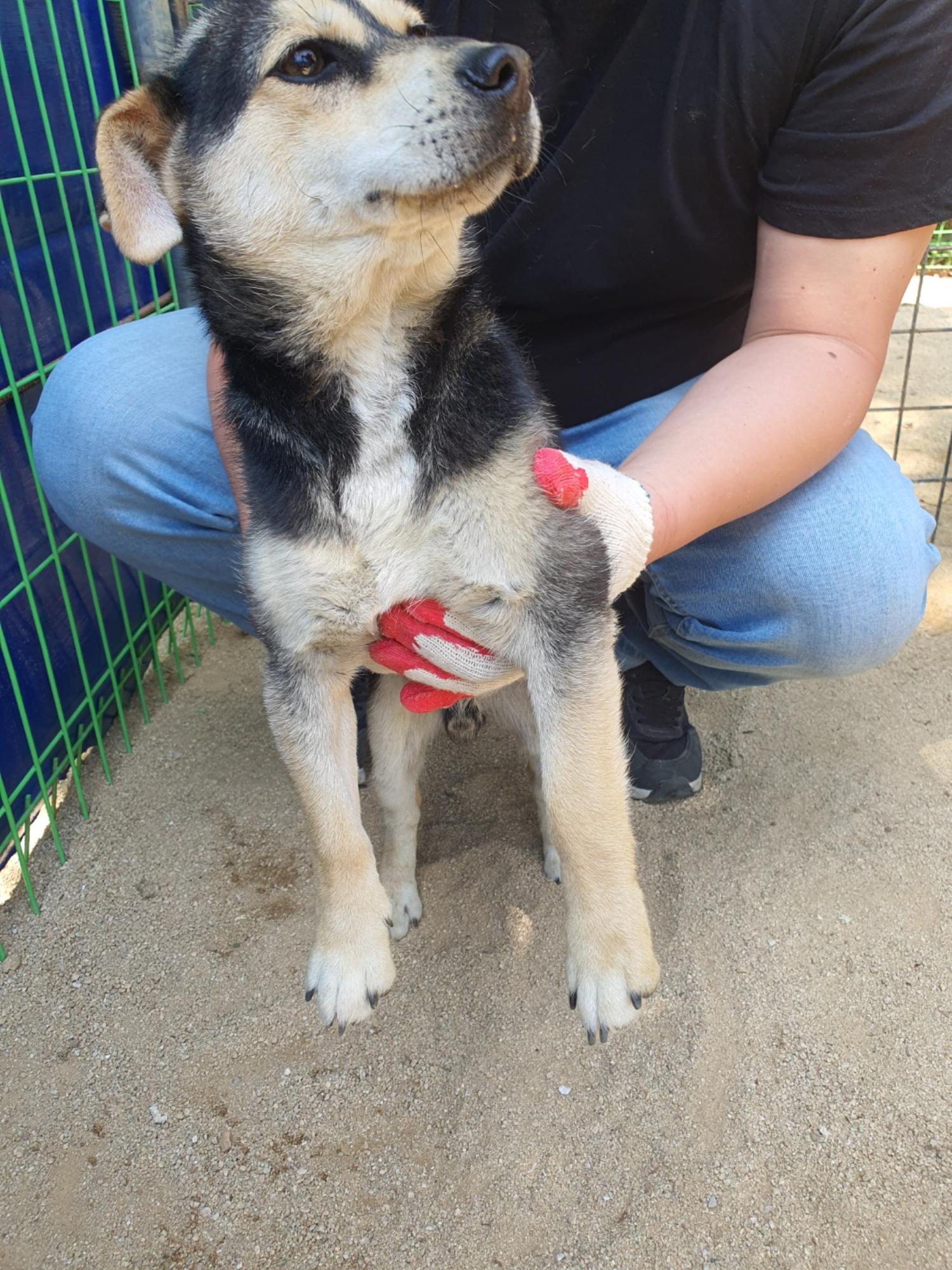 양구군유기동물보호소_442432202300064