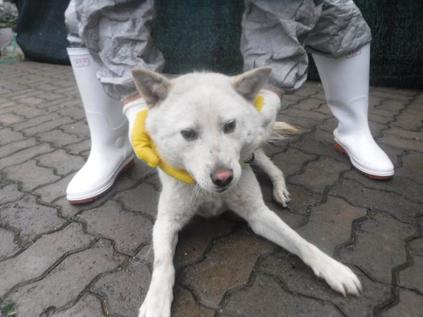 제주 동물보호센터_450650202301760