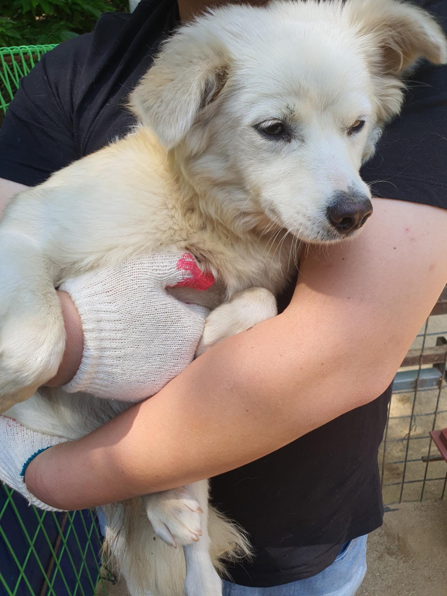 양구군유기동물보호소_442432202300063