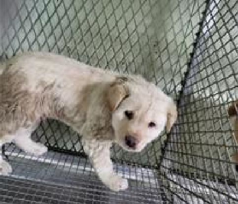 (사)하얀비둘기_426336202300146