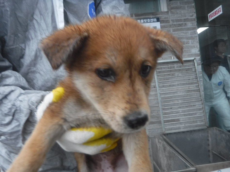 제주 동물보호센터_450650202301763
