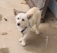 담양군 동물보호센터_446485202300388