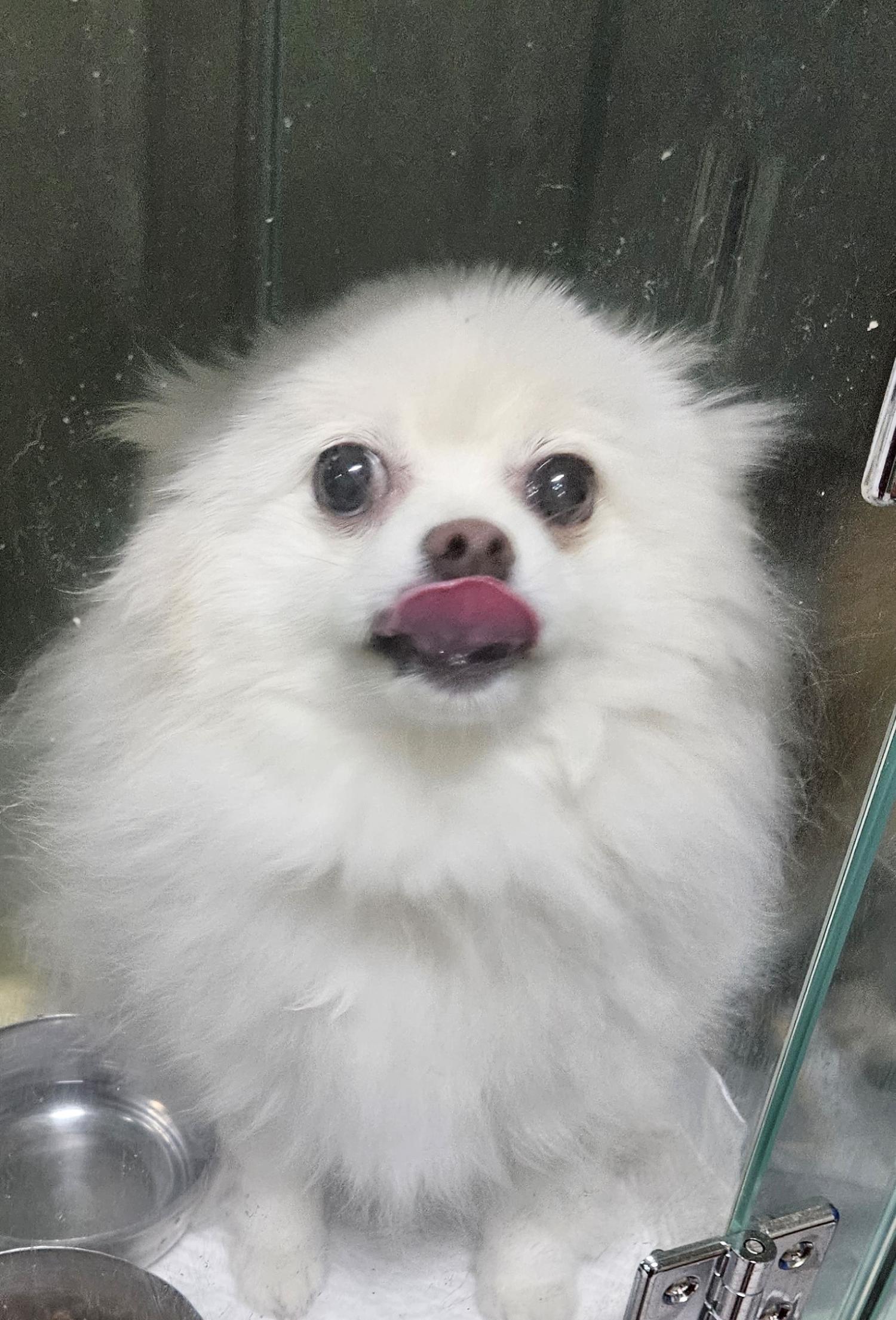 대구유기동물보호센터_427342202300336