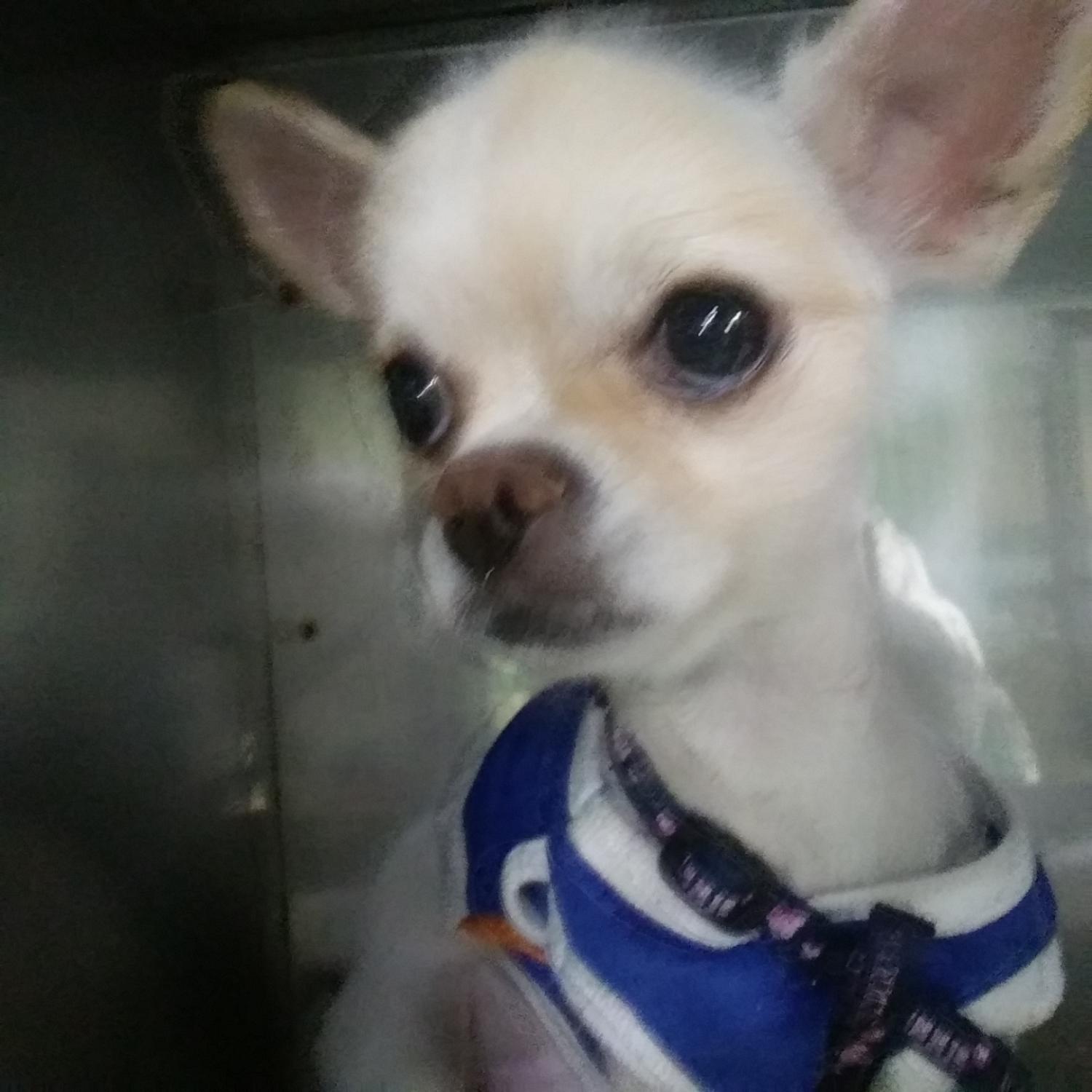 인천광역시수의사회_428351202300438