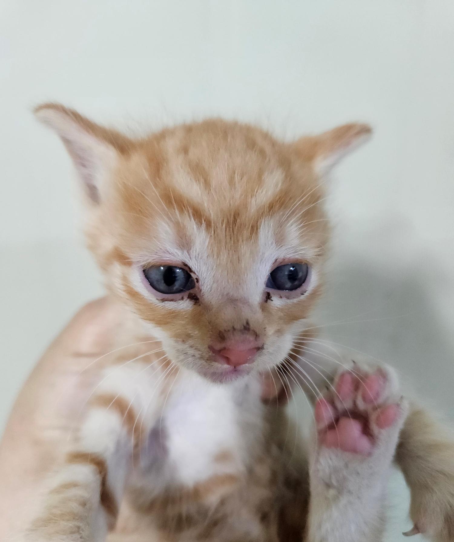 대구유기동물보호센터_427342202300335