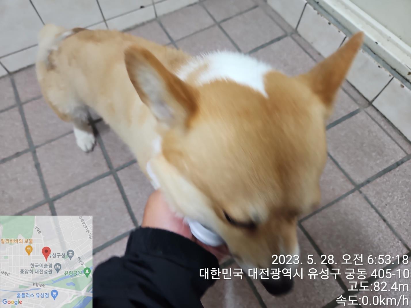 대전동물보호센터_430367202300317