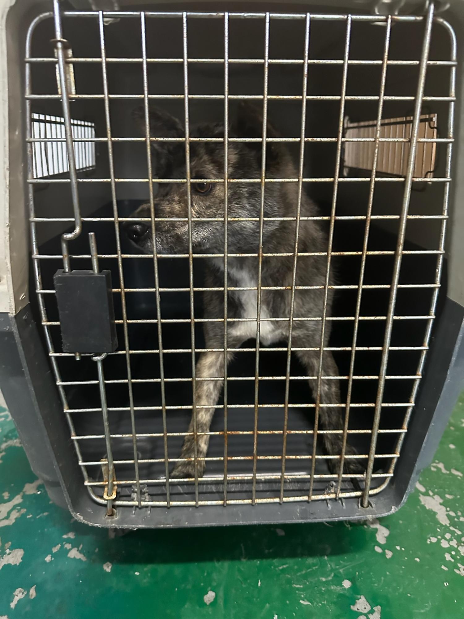 거제시유기동물보호소_448537202300646
