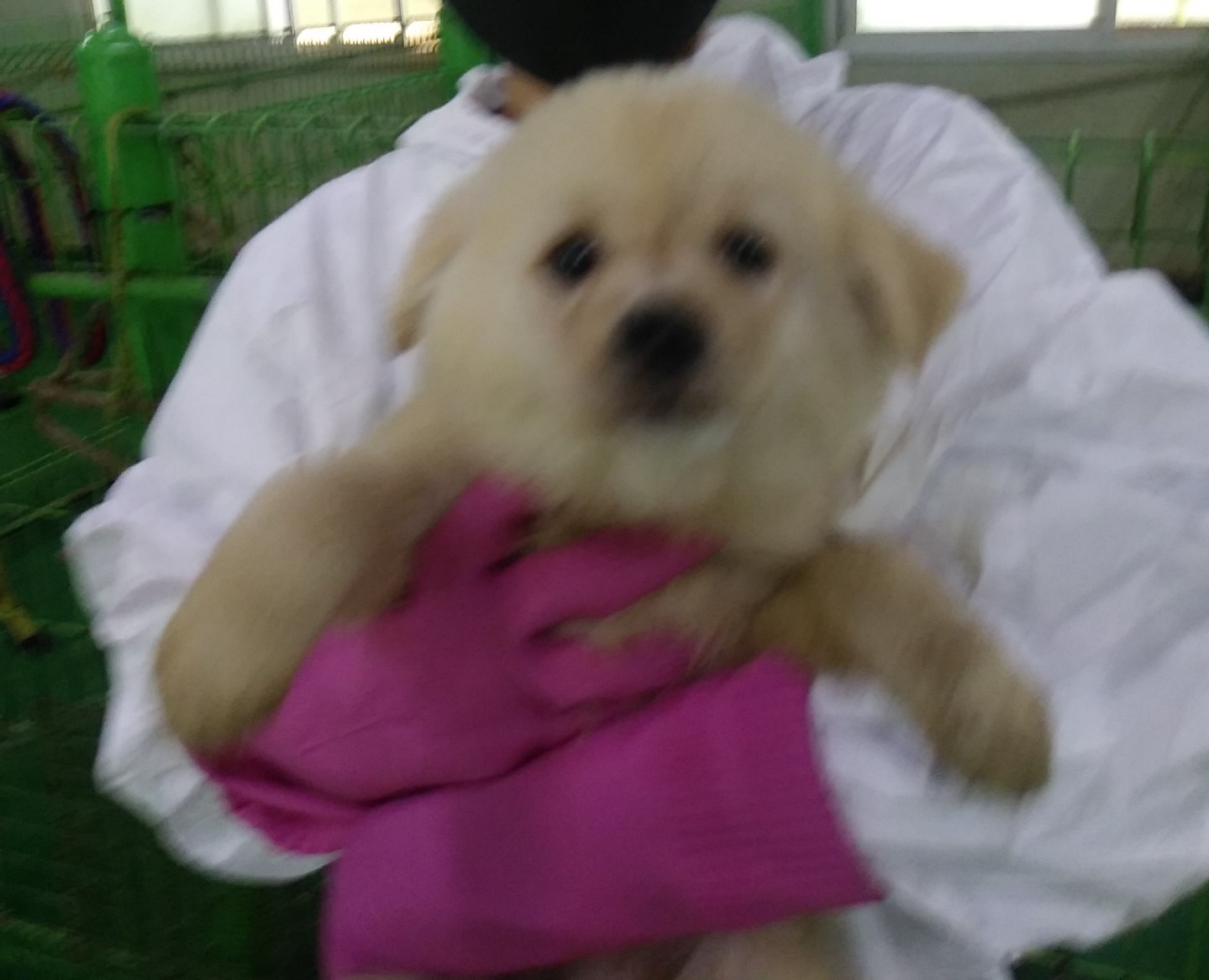 인천수의사회유기동물_428358202300097