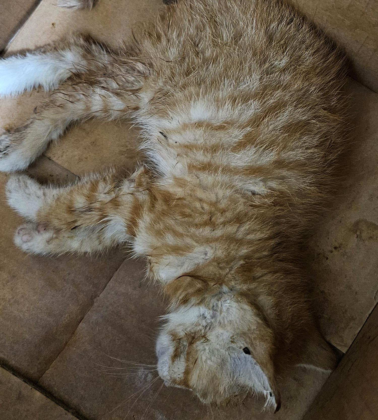 대구유기동물보호협회_427345202300347