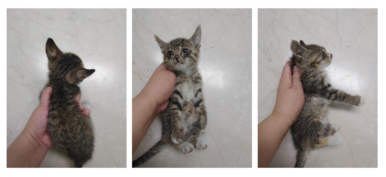 스타캣츠_441393202300911