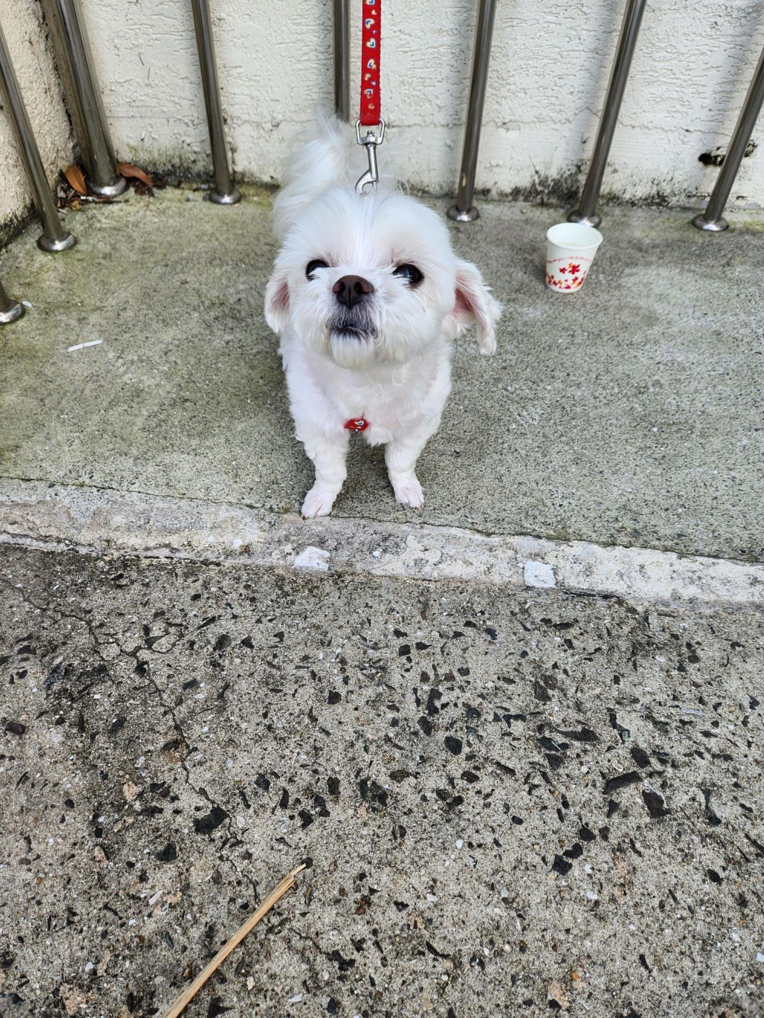 거제시유기동물보호소_448537202300644