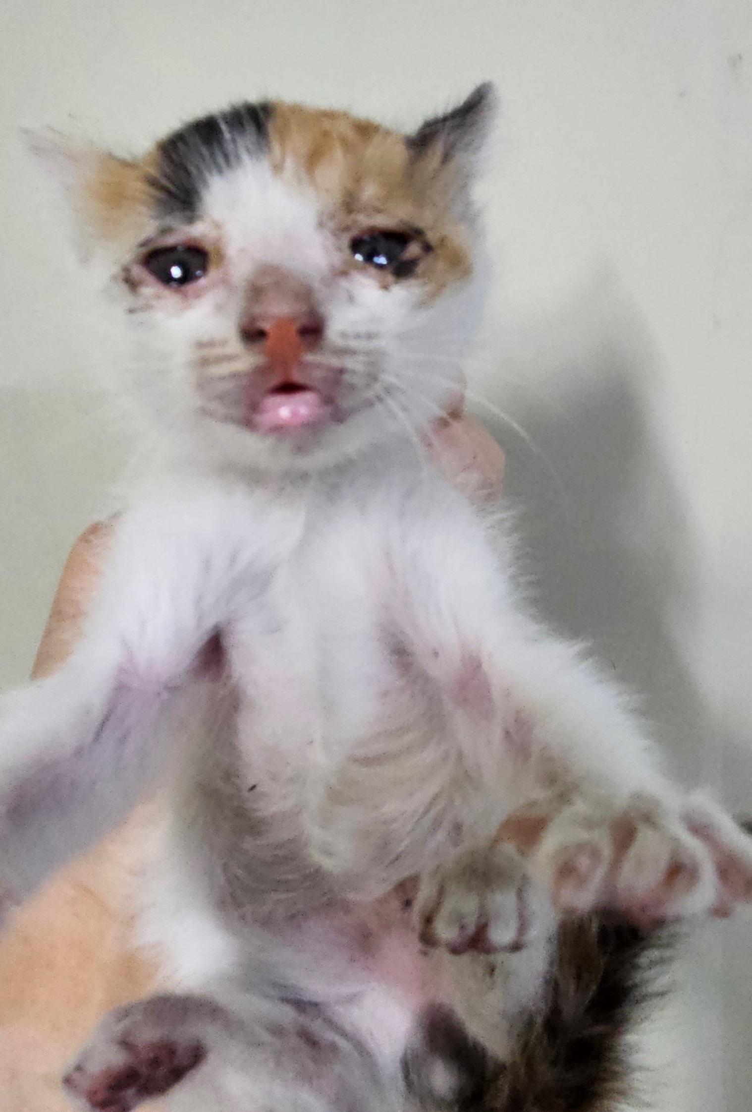 대구유기동물보호협회_427347202300455