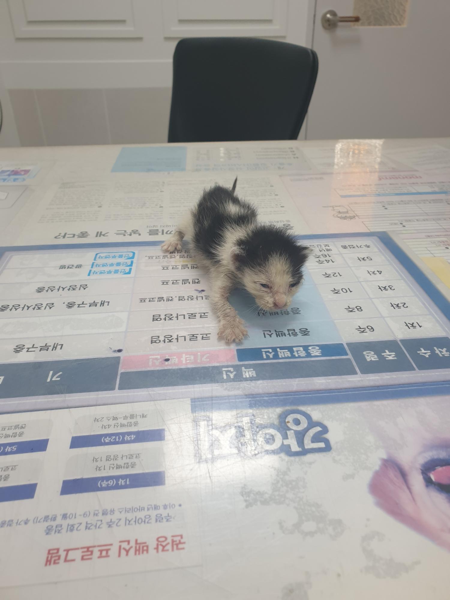 대구시수의사회(평리)_427343202300410