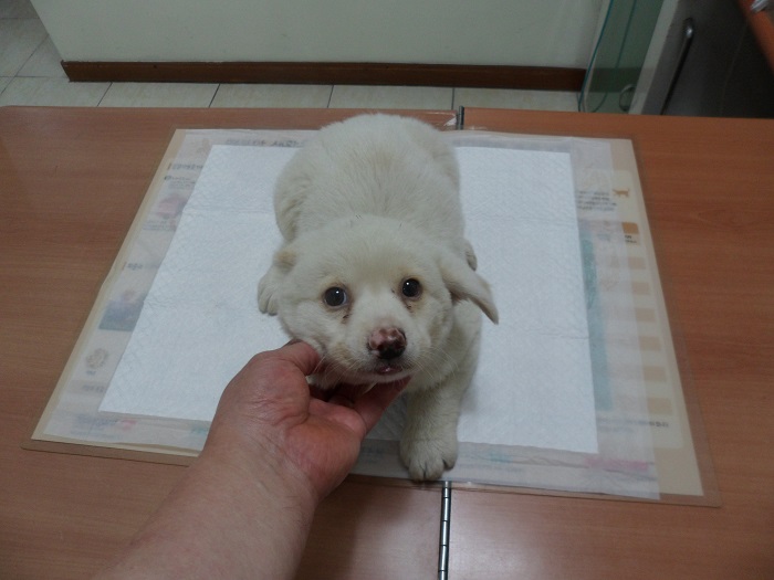 강현림동물병원_411320202300465