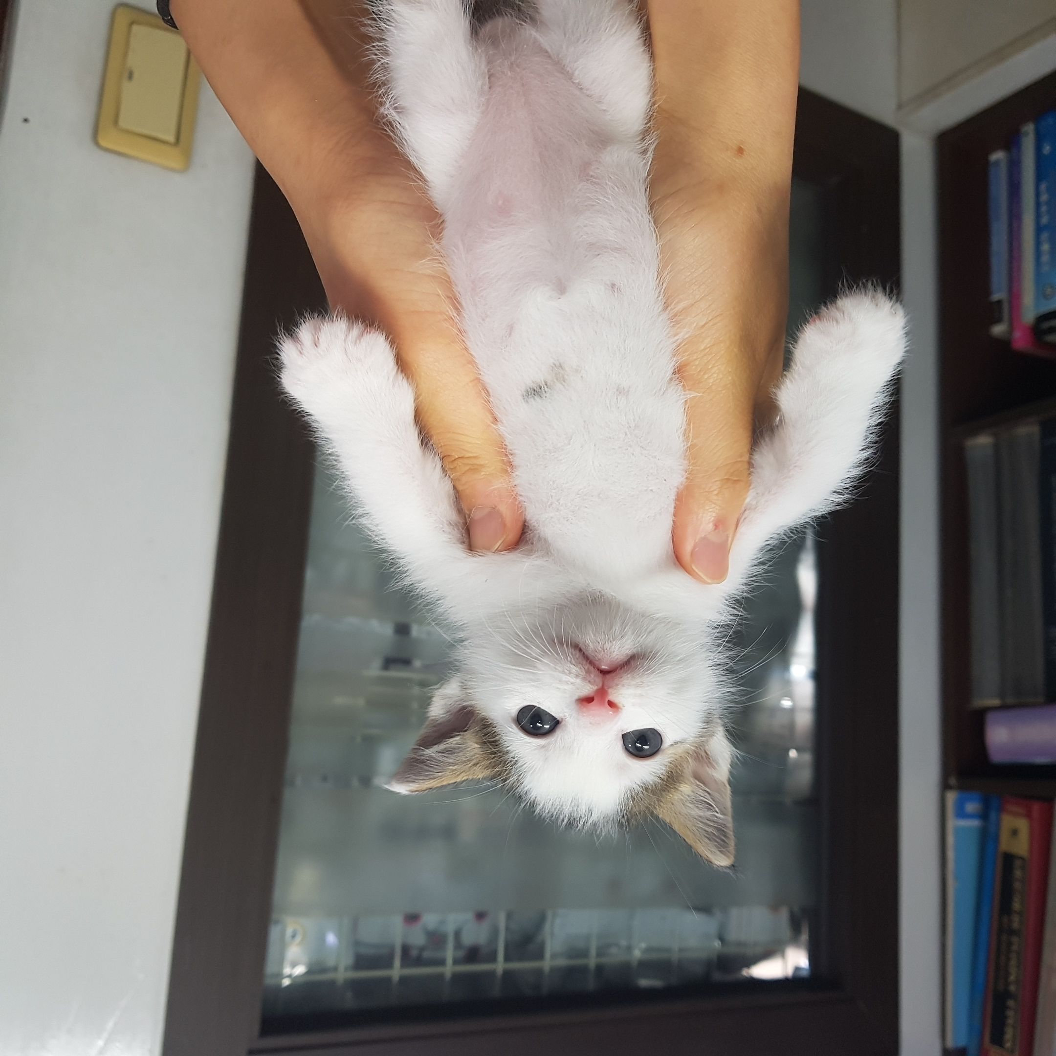 늘푸른동물병원_445464202302057