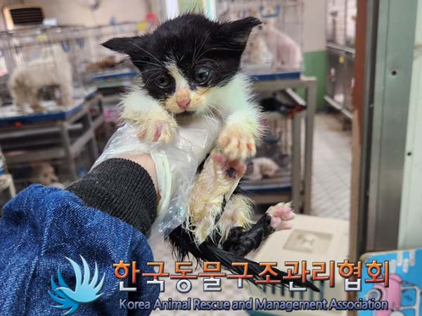 한국동물구조관리협회_441409202300881