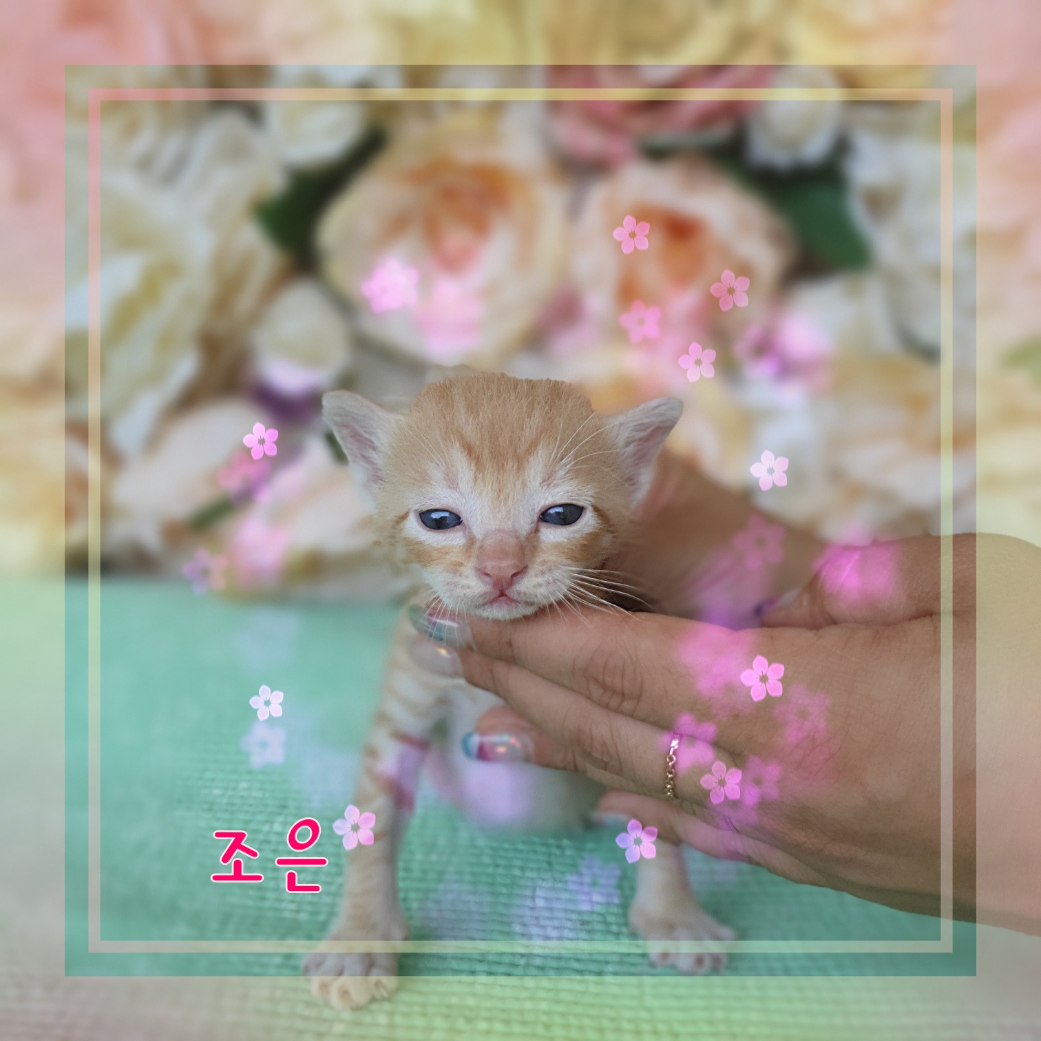 군산유기동물보호센터_445467202300917