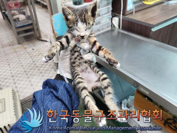 한국동물구조관리협회_441414202300370